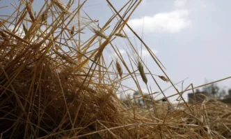 Агенция Митници: 642 хиляди тона украинско зърно са внесени от Украйна в България