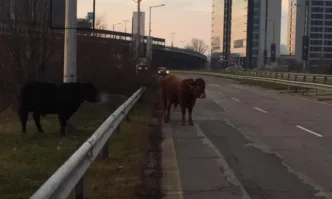 Крави са били забелязани близо до летището в София информира