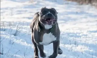 37 годишна жена е починала след като е била нападната от