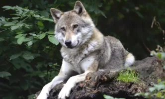 Нидерландските власти предупредиха хората да не навлизат в горски и