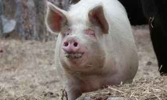 Обявиха бедствено положение в Силистра заради чумата по свинете