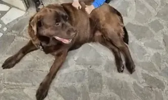 Куче асистент беше застреляно в двора на къщата в която