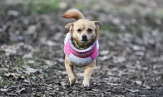 Предупреждението е от първа степен – жълт код за пориви