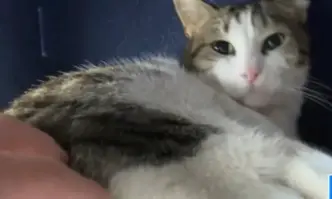 Котаракът Гого от година е припознал за свой дом пловдивската