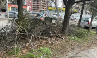 Колко месеца са нужни да се почистят клони от 1 вия