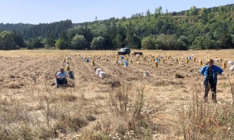Картофопроизводителите в България са готови на стачни действия заради целенасочено
