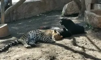 Стара Загора под тревога - Леопард от зоопарка избяга от клетката си