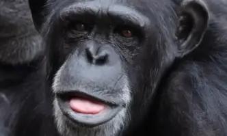 Откритие: Шимпанзетата и горилите имат чувство за хумор