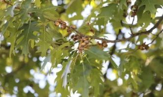 В четвъртък облачността над страната ще е променлива на изолирани