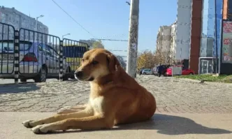 Организират базар за бездомни кучета в Перник