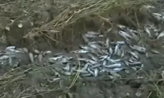 Стотици грабят пъстърва от рибарник, пометен от река Стряма