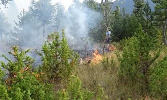 Пожар в Пирин, гори борова гора