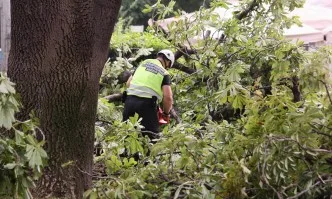 Сигнали за паднали клони и откъртени строителни огради заради силния вятър в София