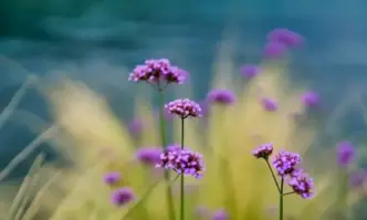 Преди обяд ще бъде предимно слънчево В сутрешните часове на