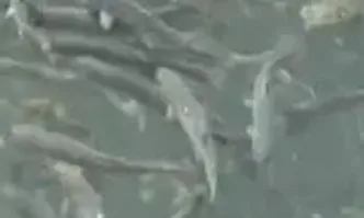 Високите температури и маловодието водят до масово измиране на рибата