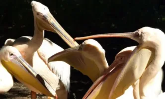 Най-голямата колония пеликани у нас се увеличава