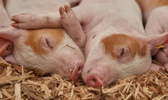 ЕК облекчава търговията с живи свине и продукти за България