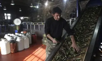 За голям недостиг на работна ръка за събиране на маслиновата