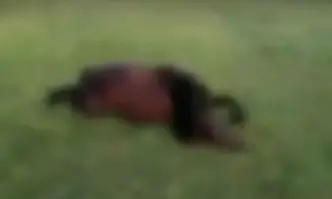 Невъобразима жестокост Десетки коне бяха и убити с арбалет огнестрелно