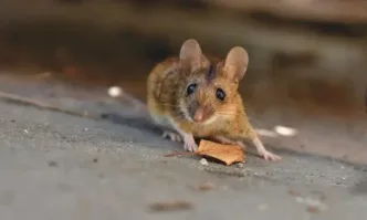Нашествие от мишки блокира част от Япония