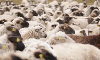 Искаме оставките на цялото ръководтсво на БАБХ за несправяне с