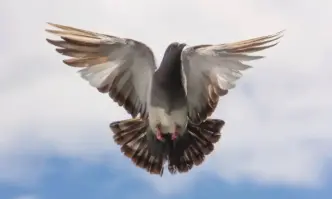 Полицията в Индия освободи гълъб който е задържан в продължение