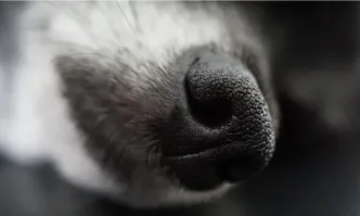 Куче в изключително тежко състояние беше открито на улица Апостол