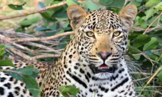 Леопард ухапа по пръстите момиче при опит за селфи в зоопарка във Варна