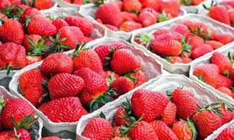 Марокански ягоди с хепатит А хванаха на пазара в Испания