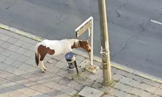 Снимка на кон вързан на спирка в столичния квартал Люлин