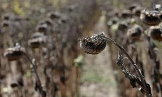 Олиото показа че производителите са в една конкурентна цена В