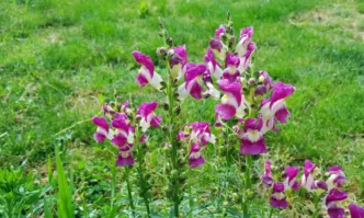 Едно от най разпространените и често срещани градински цветя е лъвската