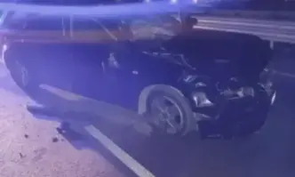 Кола се удари в бивол който необезпокоявано се разхождал край