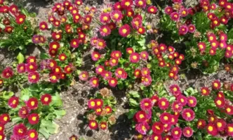 Днес над страната ще преобладава слънчево време Преди обяд на