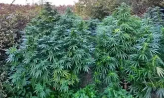 Близо 70 растения от рода на конопа са намерени и