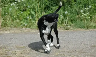 Потърпевши твърдят че животните тормозят цял квартал а общината не