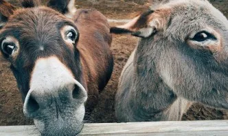 Закон защитава магаретата на Санторини, глоби до 30 000 евро за нарушения
