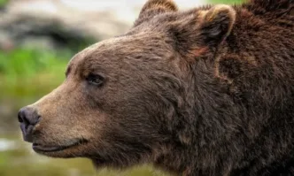 В Япония мъж намери в дома си мечка заспала под