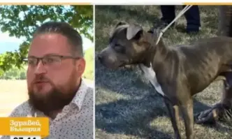 Кучето нямало повод и намордник11 годишно дете оставено да разхожда питбул