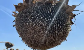 Горещото време което връхлетя страната през това лято заплашва слънчогледовата