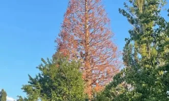 Едва ли в София има някой който да не е