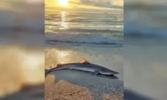 Черноморска акула излезе на бургаския плаж Тя е забелязана на