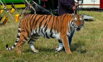 Франция забранява използването на диви животни в пътуващи циркове