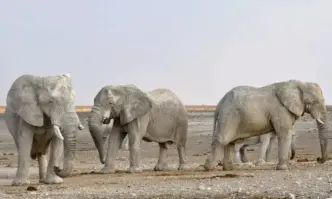 Бременна жена е била стъпкана до смърт от стадо диви