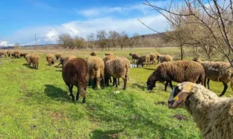 В монтанското село Владимирово пореден животновъден сектор е пред унищожаване