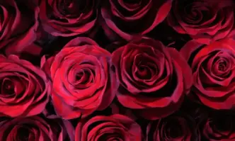 Мнозинството от българите отбелязва 8 март Трима от десет души