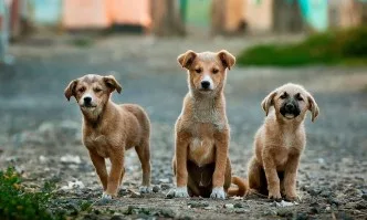22 кучета от приюта на Екоравновесие заминаха за новите си домове в Германия