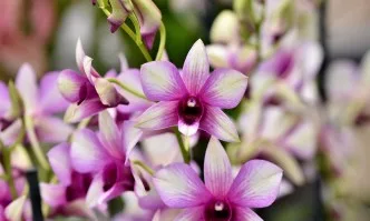 Вълшебните свойства на Орхидеите