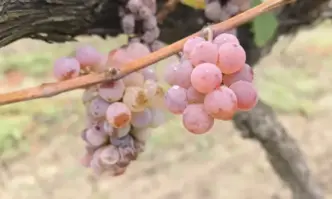 Гроздопроизводителите от Сливен и региона се оплакват от слаба реколта