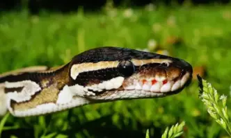 Турските митничари са заловили 33 питона при операция на граничния